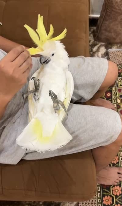 Titron cockatoo looking for new home very playfull and properly tamed