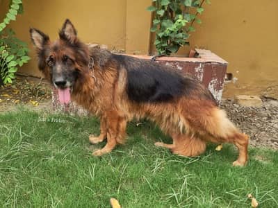 German Shepherd Triple Coat Female