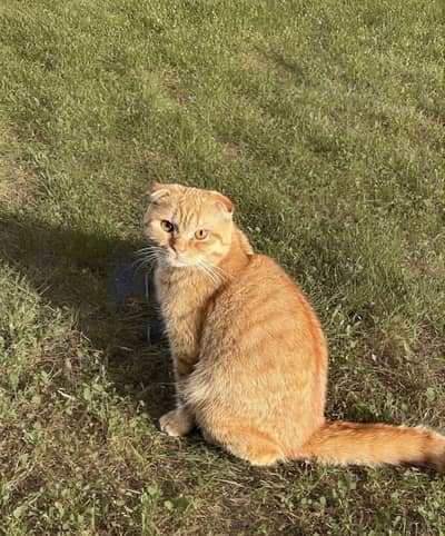 Scottish fold cat