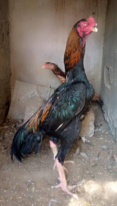 German o shamo A+ coalety