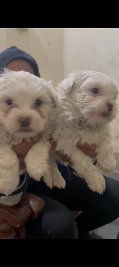 Sidhz puppies available
