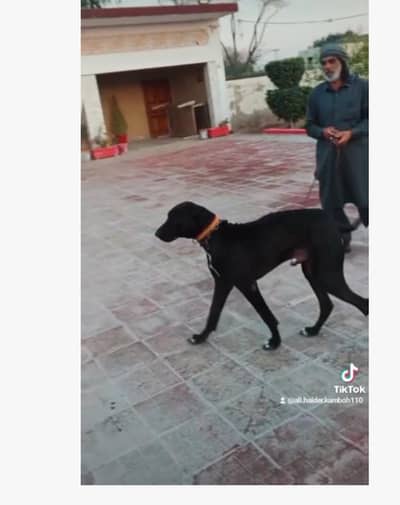 alihaiderkamboh2003@gmail. com