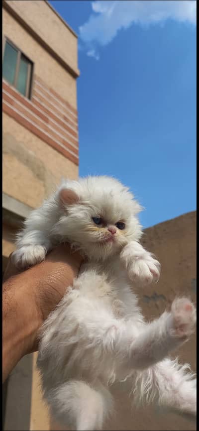 Persian kittens tripple coated for sale
