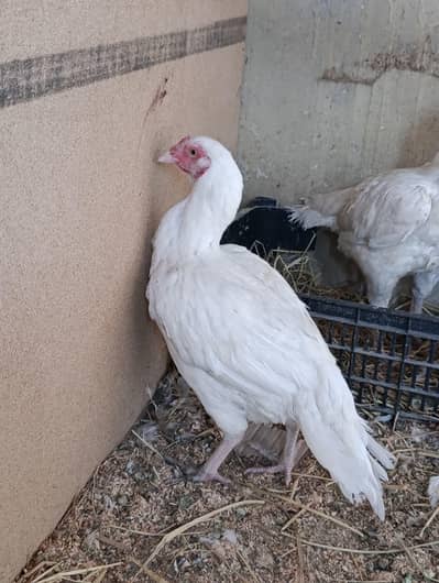 Heera females available. dubbl boddy