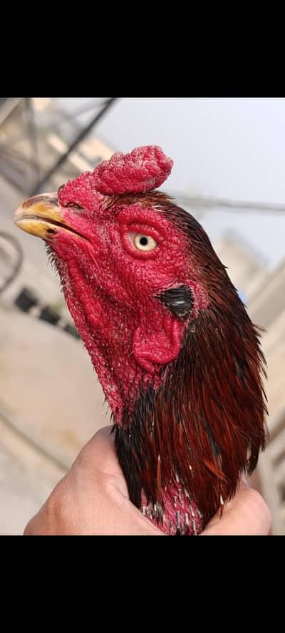 Breeder Mianwali Aseel