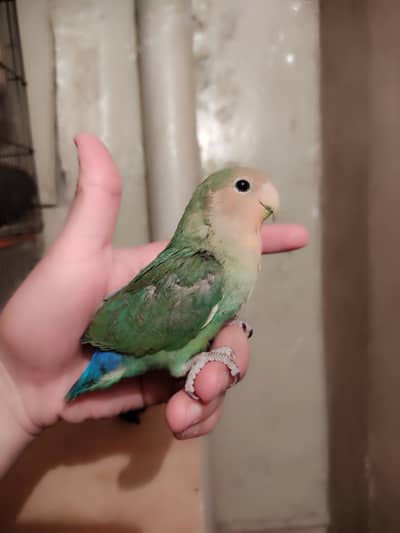 Hand tame birds (Description)