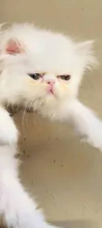 Exotic Vvip Cfa Bloodline Peki kitten