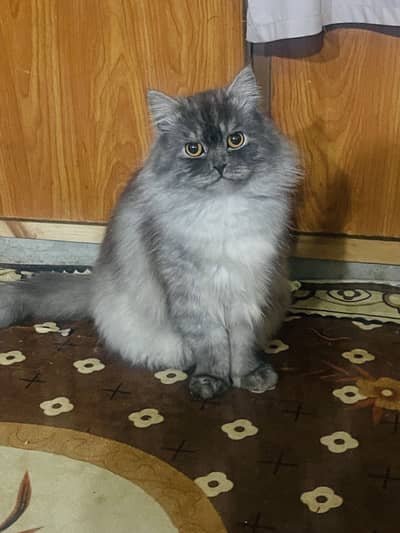 Persian Cat