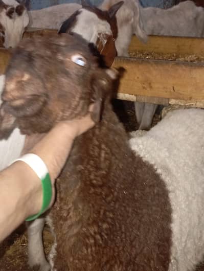 dumba pink nos dabble pasa for sale