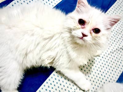 Persian cat