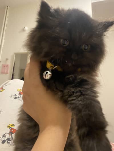 Persian active kitten