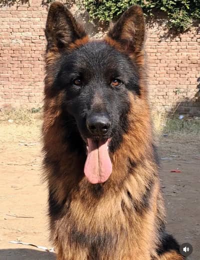 Stud Available- Long Black Mask German Shepherd