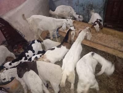 5 bakra 1 path 4 dant Qurabani k urgent sale hai