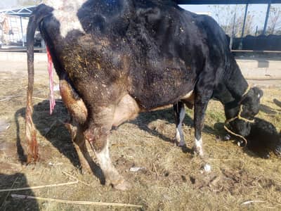 Dairy | Cow  | Sahiwal | fresian | jursy | cholistani