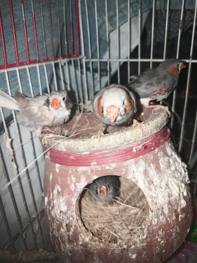zebra Finch