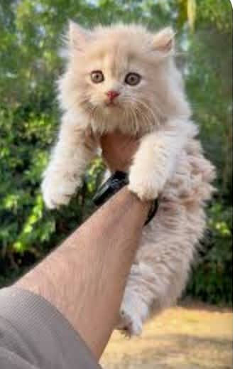 Very friendly and fluffy very playful triple coated Persian kittens