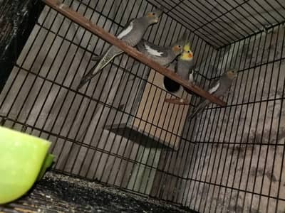 Coakatail Breeder Pair | 3 Coakatail Chicks | 2 Egg Boxes | 1 Cage