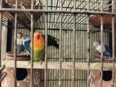 Love birds for sale