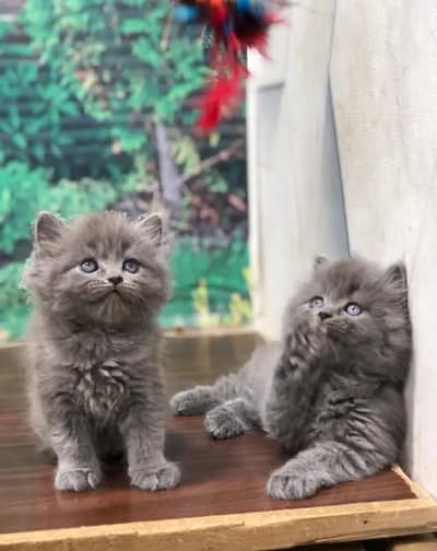 Very friendly and fluffy very playful triple coated Persian kittens