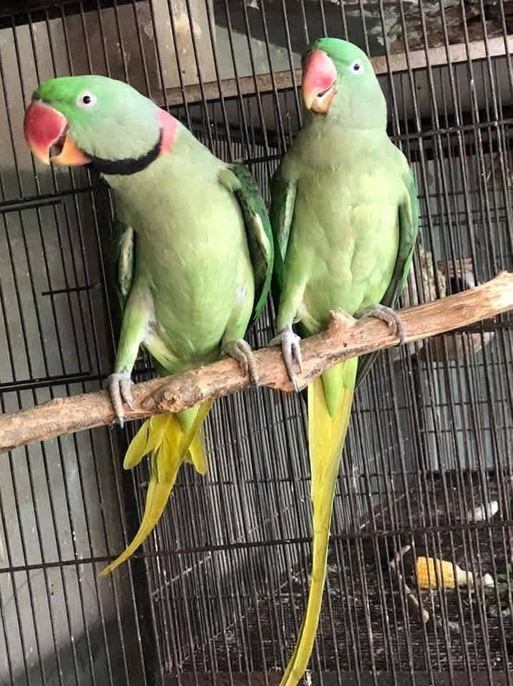 raw pair available 0