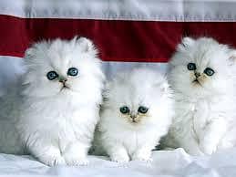 Persian cats My WhatsApp 03492207133 @00111#