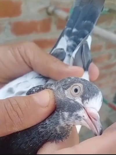 1500 pr teddy baby pigeon