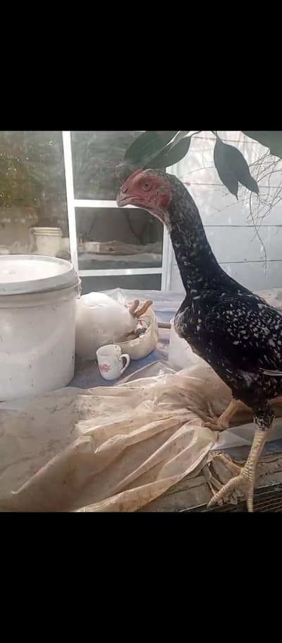 parrot beak shamo cross dragon Turkish