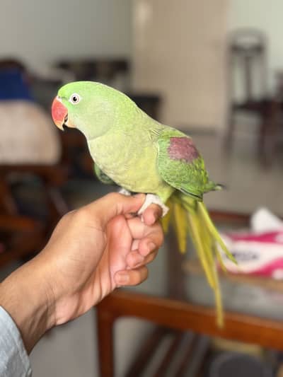 Ringneck home pet