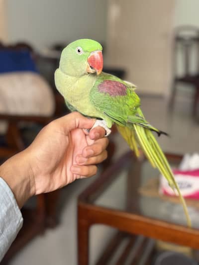 Ringneck home pet
