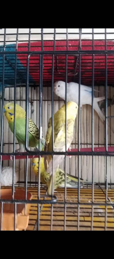 Australian parrot 2 pair with cage