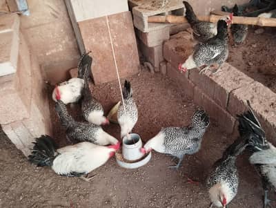 Pure Misri Starter Hen (Egyptian Fayoumi)