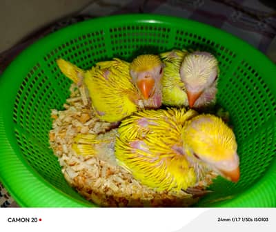parrot chicks