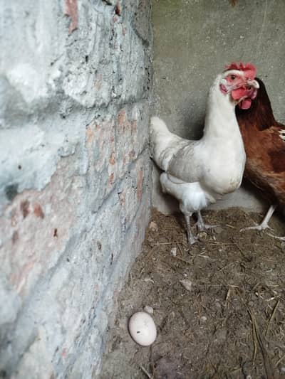 2 Dasi murgeya egg laying
