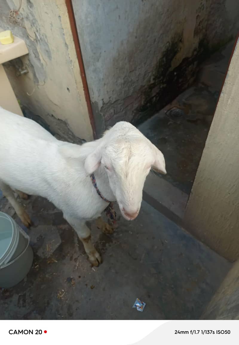 bakra 5