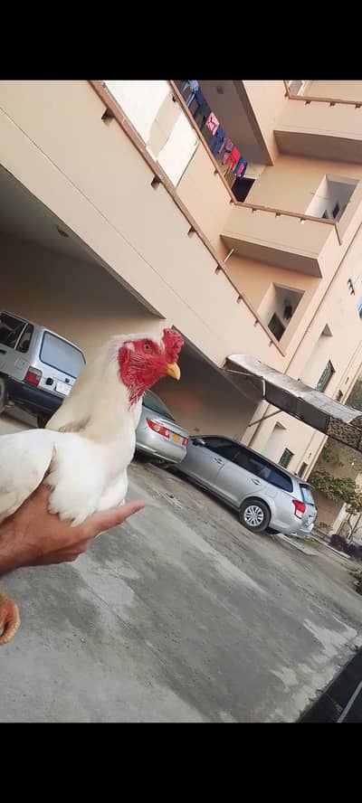 Heera Aseel male/ Watsaap/ 0316/69/56/464