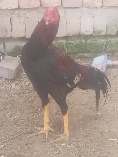 aseel murga full active healthy