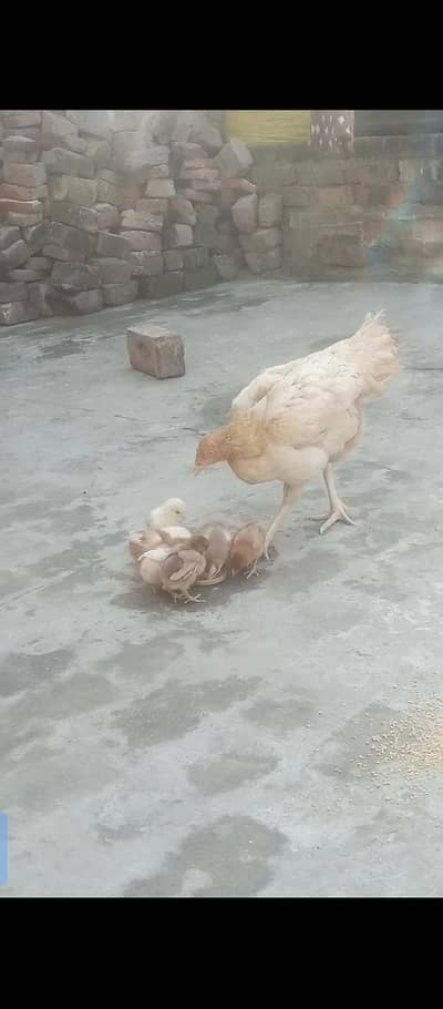 sindhi x saleta aseel