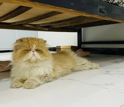 Peke peki stud male.