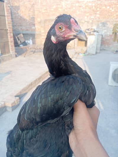 Aseel female egg  deti Hy 03374655544 only WhatsApp number hy