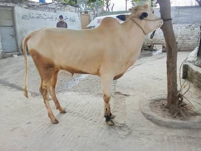 Fata jangi wachay 0314 5387877