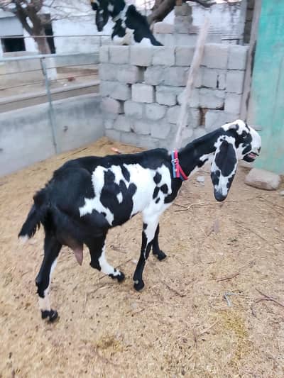 beetal goat goat land farm