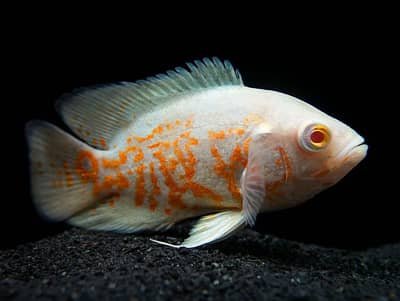 All Oscar’s for sell