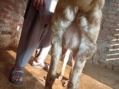 pure Rajanpur bakri