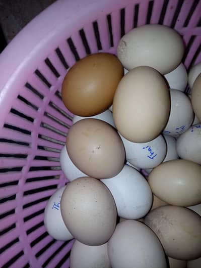 Rir Fertile Eggs available