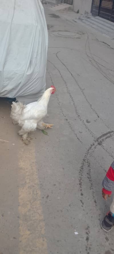 Rs. 4000/- Heavy Buff Male