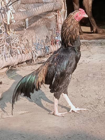 گھر کی پالی ہوئی مرغی فل ایکٹیو پیپر وائڈ فل وائٹ