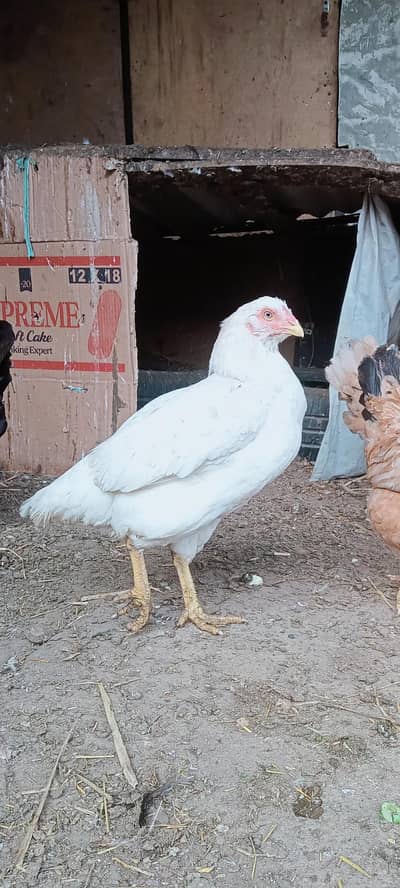 گھر کی پالی ہوئی مرغی فل ایکٹیو پیپر وائڈ فل وائٹ