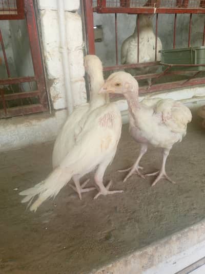 Heera Aseel Chicks