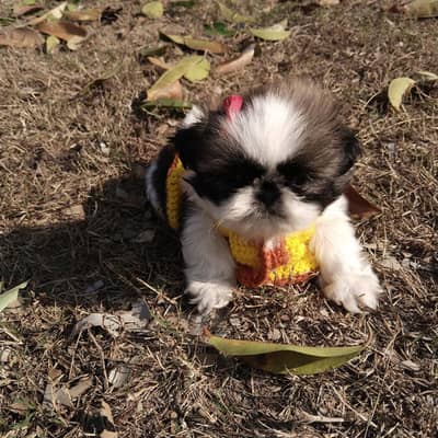 Shihtzu male & female pup available