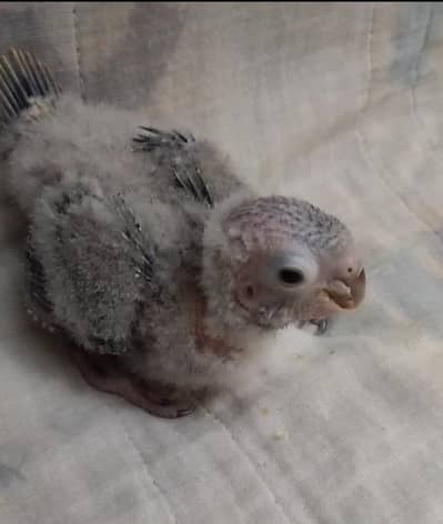 yellow sided conure chicks - 03214382921